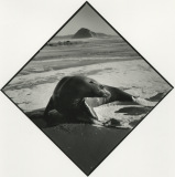 morro-rock-22